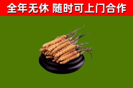 宣城市回收散虫草