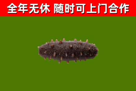 宣城市回收海参干